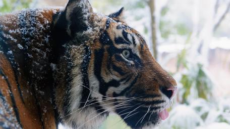 Majestic Tiger in a Snowy Wonderland wallpaper