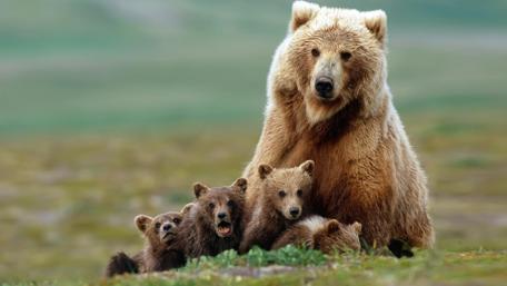 Bear Family Bonding in the Wilderness wallpaper