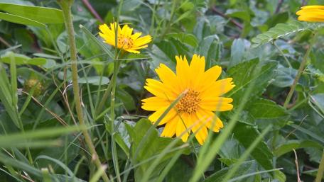 Vibrant Yellow Flowers Amidst Greenery wallpaper