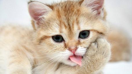 Playful Kitten Charm in Soft Hues wallpaper