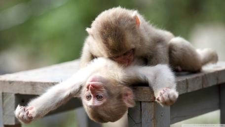 Heartwarming Monkey Cuddle Moment in Nature's Playground wallpaper