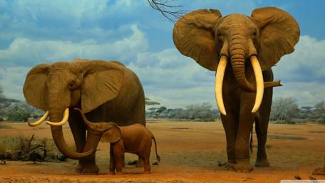Majestic Elephants in their Natural Habitat wallpaper