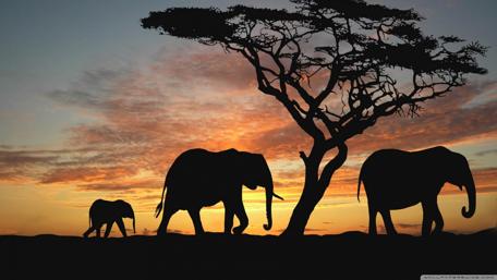Majestic Elephants at Sunset Silhouette wallpaper