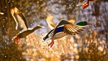 Majestic Ducks In Flight Over Golden Waters wallpaper