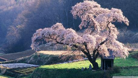 Blossoming Tree in Serene Landscape wallpaper