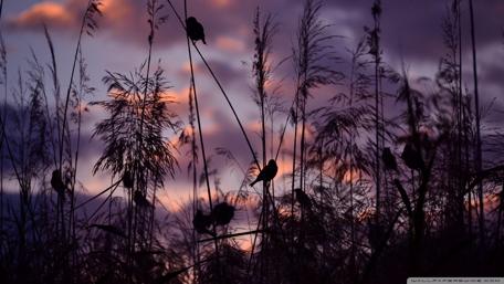 Serene Sunset Over Silhouetted Reeds and Birds wallpaper