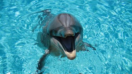 Joyful Dolphin in Crystal Clear Water wallpaper
