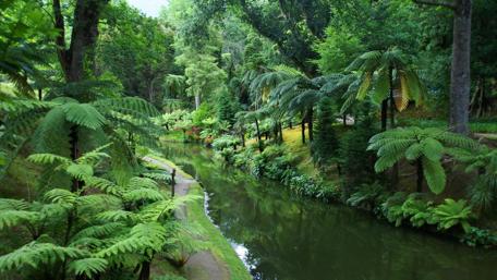 Lush Greenery by the Tranquil Stream wallpaper