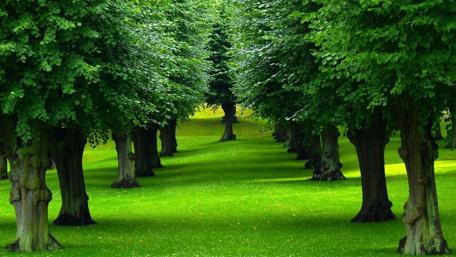 Lush Green Tree Pathway Enhancing Nature's Beauty wallpaper