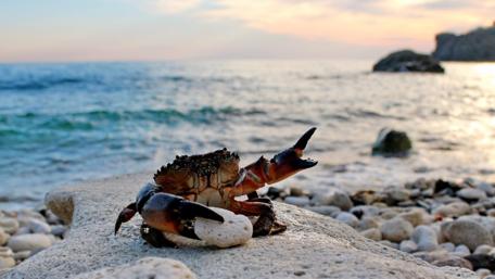 Coastal Crustacean at Sunset Scene wallpaper