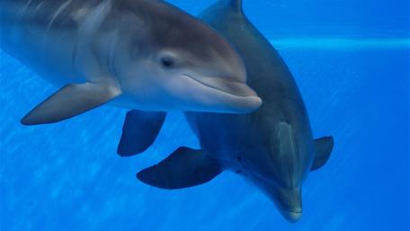 Dolphins Swimming Together in Crystal Waters wallpaper