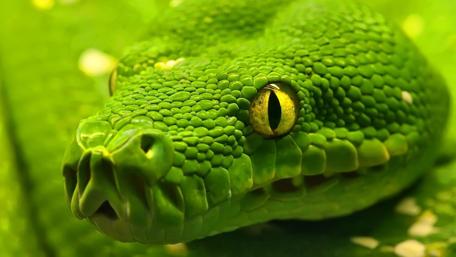 Vibrant Green Snake Close-Up Wallpaper wallpaper