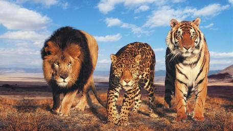 Majestic Trio of the Wild wallpaper