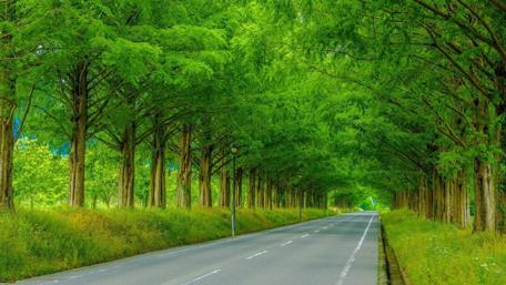 Verdant Pathway Through Lush Green Trees wallpaper