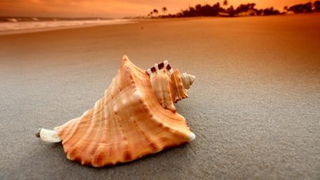 Serene Sunset Shell by the Shore wallpaper