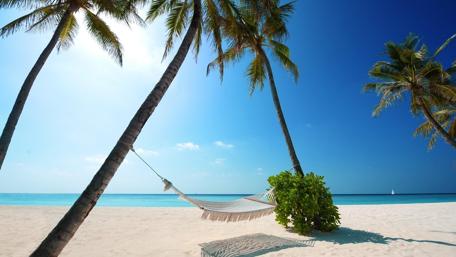 Tropical Serenity at the Beach Hammock wallpaper