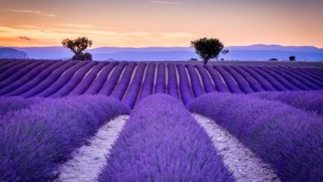 Sunset over Lavender Fields wallpaper