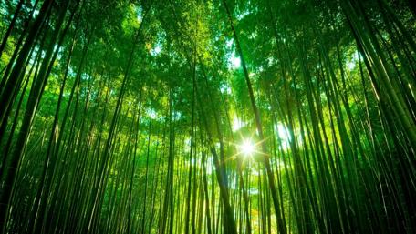 Lush Bamboo Forest Illuminated by Sunlight wallpaper