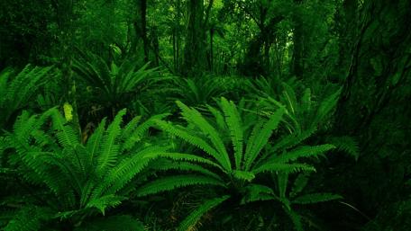 Lush Green Forest Ferns Inviting Tranquility wallpaper