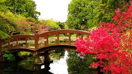 Serene Wooden Bridge in Lush Park Setting wallpaper