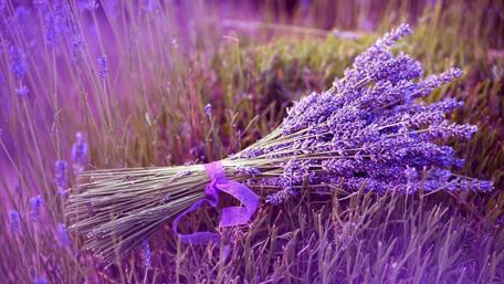 Serenity in Purple Lavender Bliss wallpaper