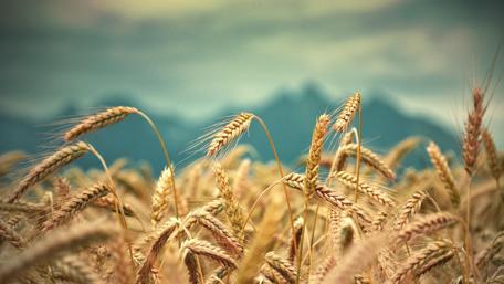 Golden Fields Against a Distant Mountain Range wallpaper