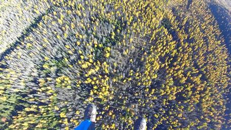 Aerial View of Vibrant Forests in Autumn wallpaper