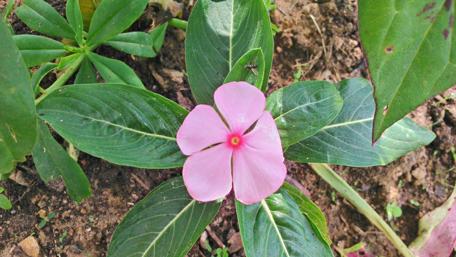 Delicate Pink Flower Among Lush Greenery wallpaper