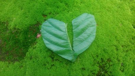 Heart Shaped Leaves on Vibrant Green Moss wallpaper