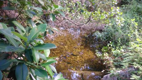 Tranquil Stream Surrounded by Lush Greenery wallpaper