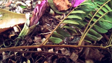 Serene Forest Floor Beauty wallpaper
