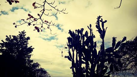 Serene Nature with Silhouetted Cacti Against the Sky wallpaper
