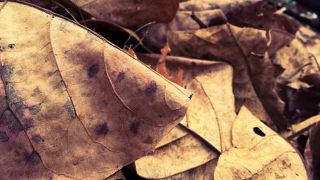 Fallen Leaves Blanketing the Ground in Autumn Beauty wallpaper