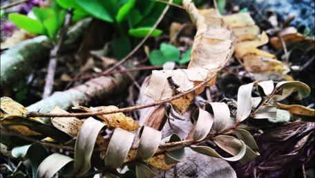 Nature's Subtle Beauty in Forgotten Leaves and Twigs wallpaper