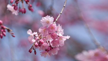 Delicate Cherry Blossom Serenity wallpaper