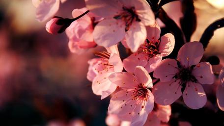Delicate Blossoms Bathed in Warm Light wallpaper