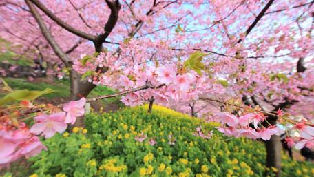 Blooming Cherry Blossoms Under Spring Sky wallpaper