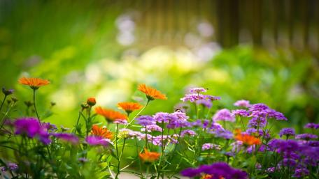 Vibrant Garden Blooms in Full Glory wallpaper