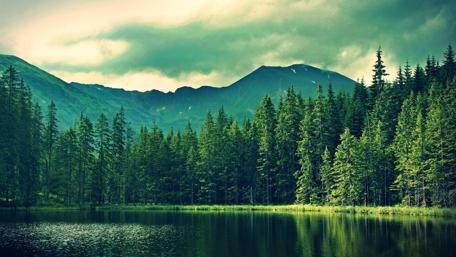 Tranquil Forest Reflections in Serene Waters wallpaper