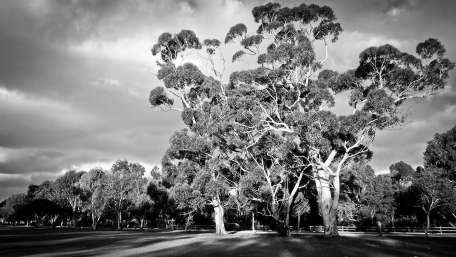 Monochrome Serenity in the Park wallpaper