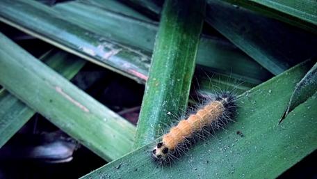 Vibrant Worm on Green Leaves wallpaper