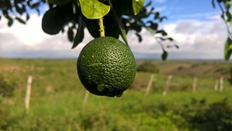 Fresh Green Lime on Tree Branches wallpaper