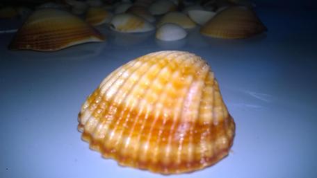 Seashells on a Serene Shoreline wallpaper