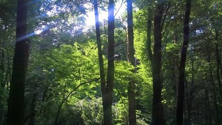 Serene Forest Embrace wallpaper