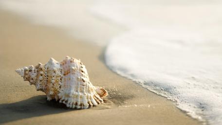 Seashell by the Shore in Soft Light wallpaper