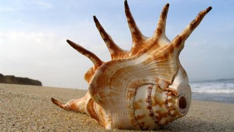 Majestic Sea Shell on the Shore wallpaper