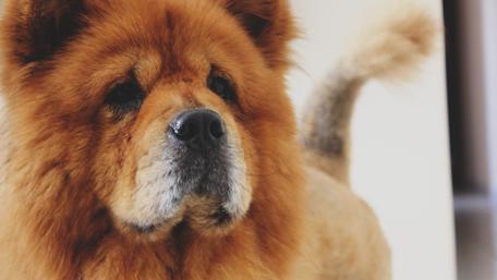 Charming Chow Chow in Focus wallpaper
