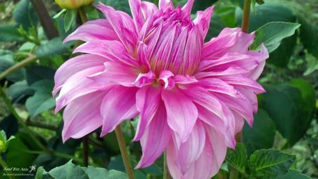 Vibrant Pink Dahlia in Bloom wallpaper