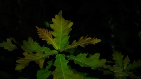 Lush Green Leaves in Subtle Light wallpaper