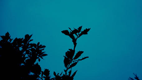 Mysterious Silhouettes Against a Blue Sky wallpaper